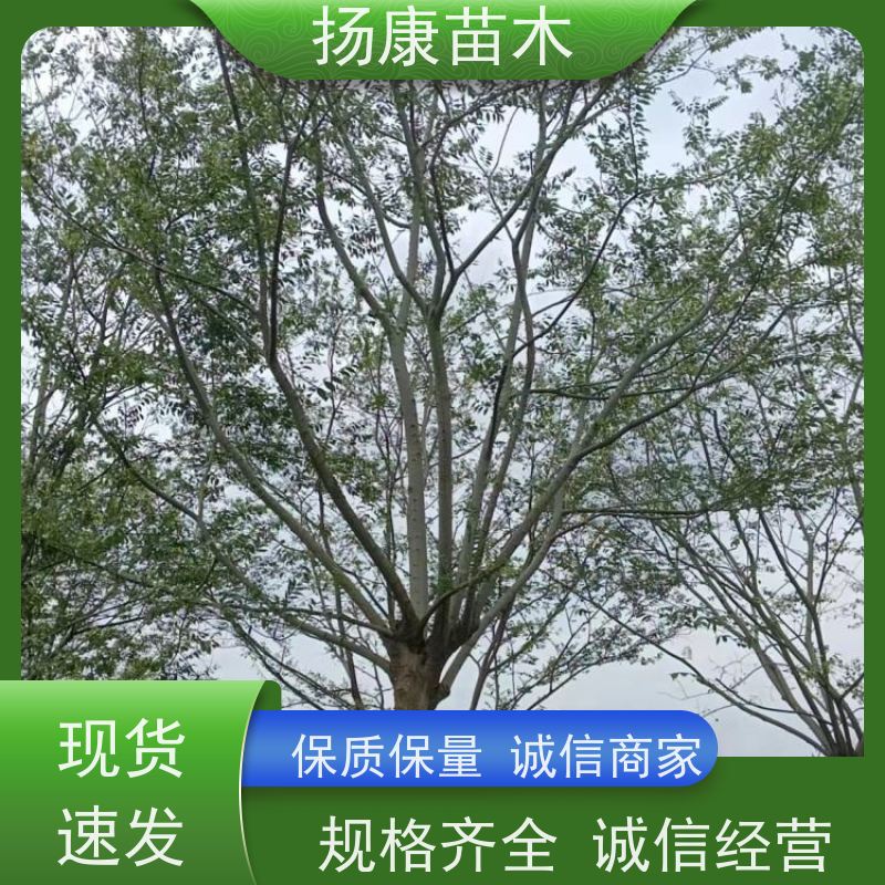 独杆丛生朴树 扬康苗木 城市绿化工程行道树 现挖现发 基地直售