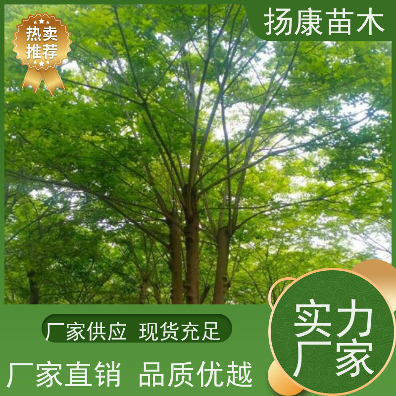 70公分丛生朴树 扬康苗木 大型乔木种植基地 工程行道树 存活率高