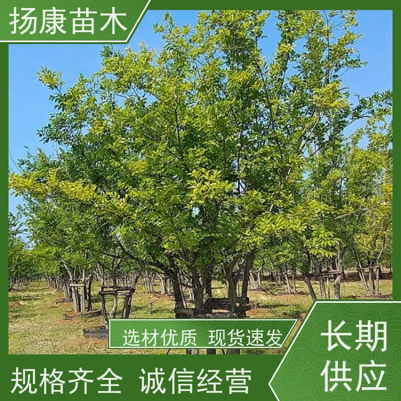 5米丛生朴树 扬康苗木 园林景观工程用 自然树冠造型美