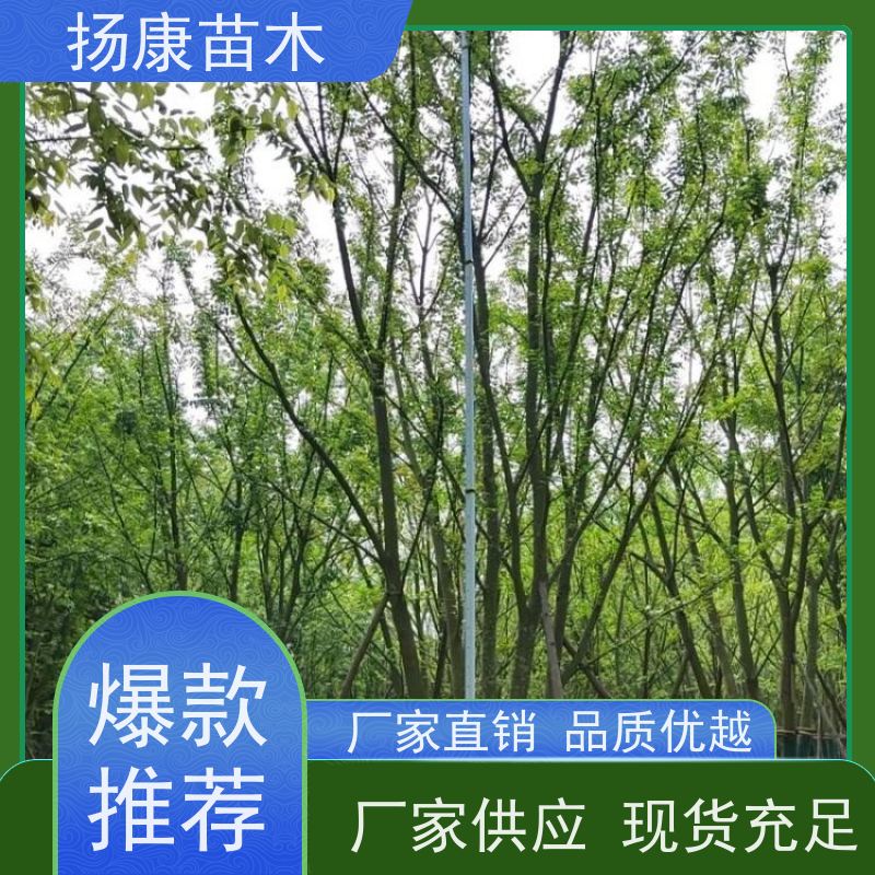 40公分丛生朴树 扬康苗木 大型乔木种植基地 工程行道树 存活率高