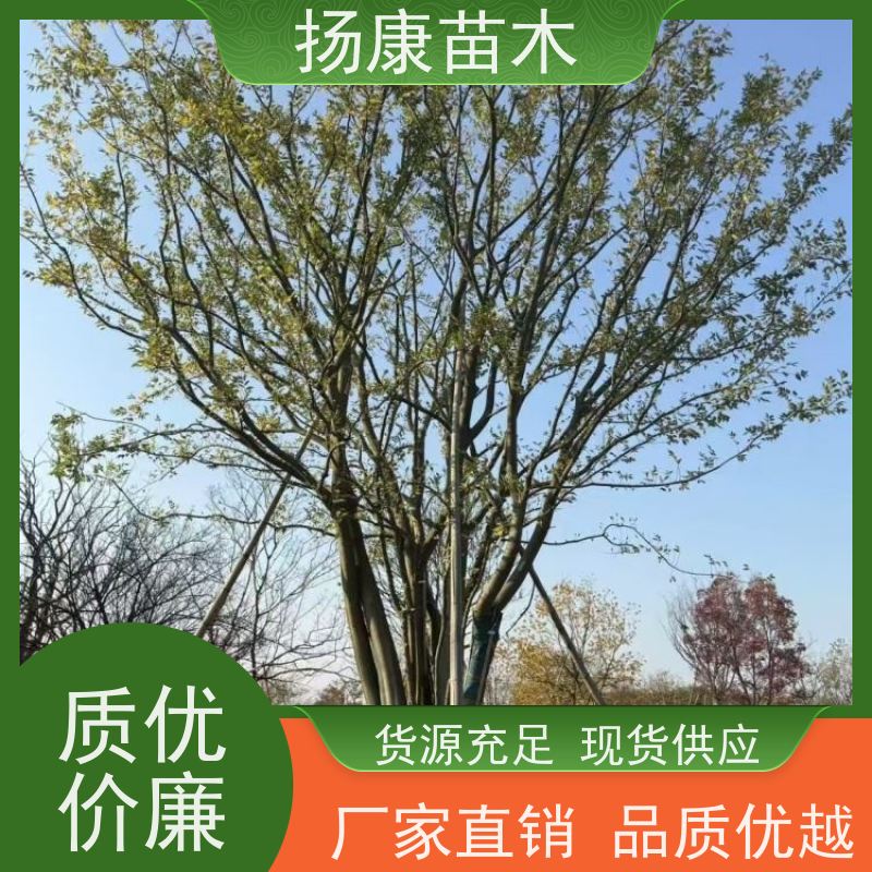 丛生朴树5米 扬康苗木 耐寒适应力较强适合公园庭院街道公路荫树