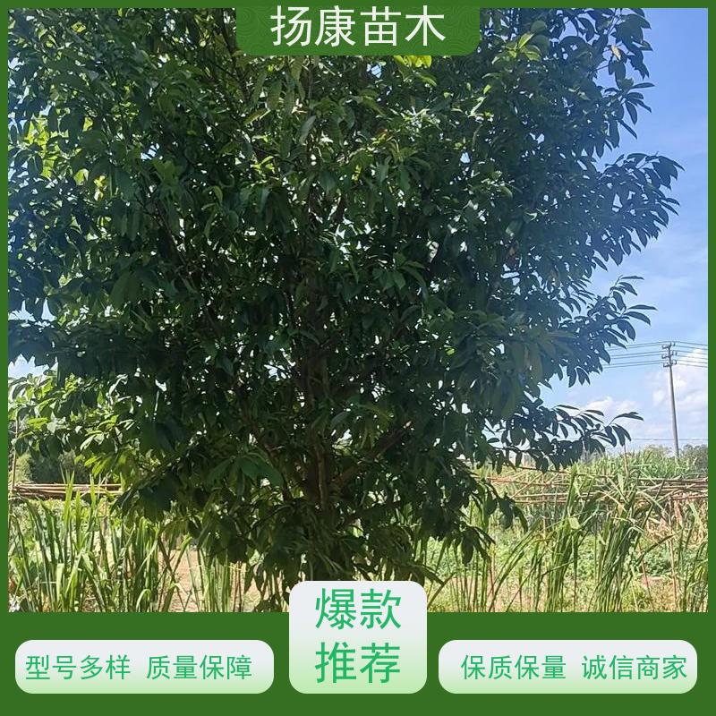 18公分全冠乐昌含笑 树形优美 工厂绿化可用 苗木批发