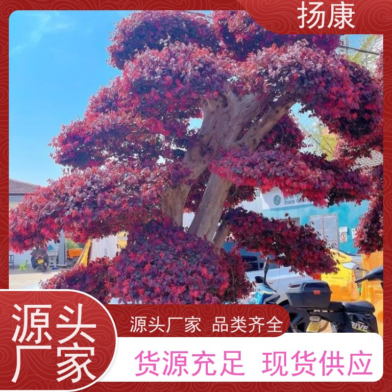 扬康 25公分红花继木桩 园林景区观景苗木 绿化工程栽植