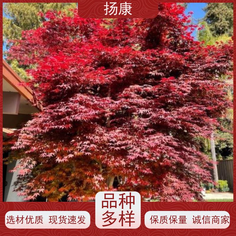 扬康 18公分红花继木桩 萌发力强，即使老桩移栽也成活率较高
