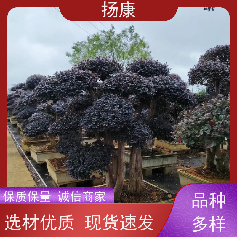 扬康 精品造型红花继木古桩 庭院造景栽植观赏苗