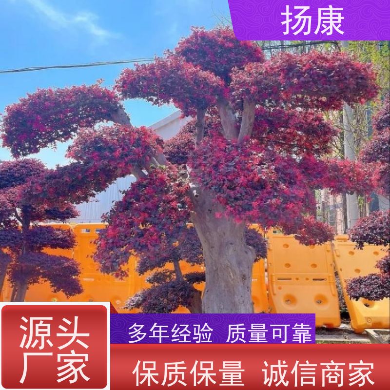 扬康 精品红花继木古桩 适合用于庭院、公园或艺术展览空间