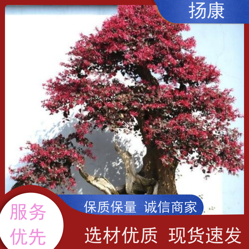 扬康 40公分红花继木桩 景区园林绿化工程苗 庭院造景栽植观赏苗