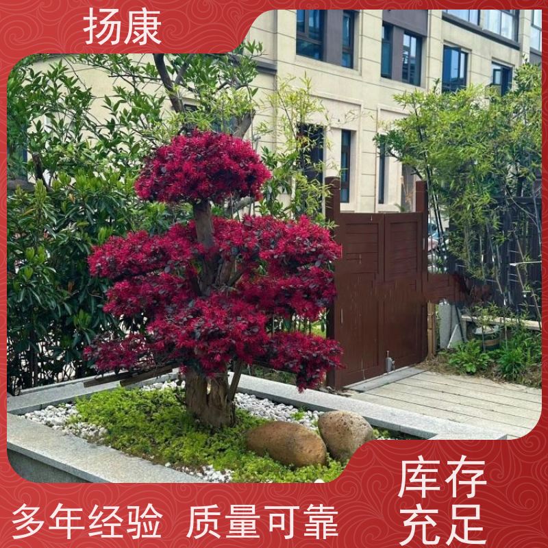 扬康 精品红花继木古桩 园林景区观景苗木 绿化工程栽植