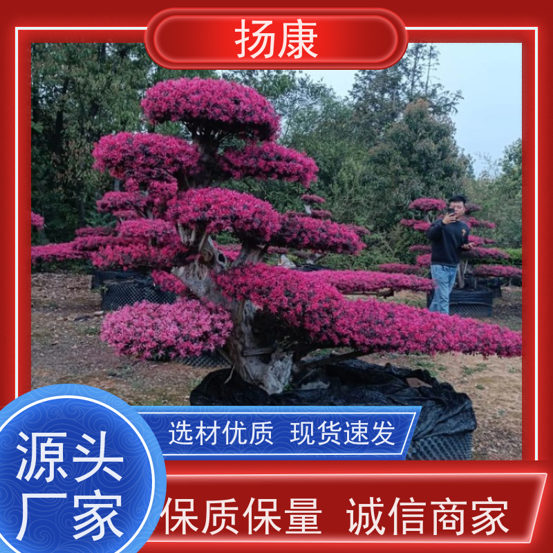 扬康 大型红花继木桩 萌发力强，即使老桩移栽也成活率较高