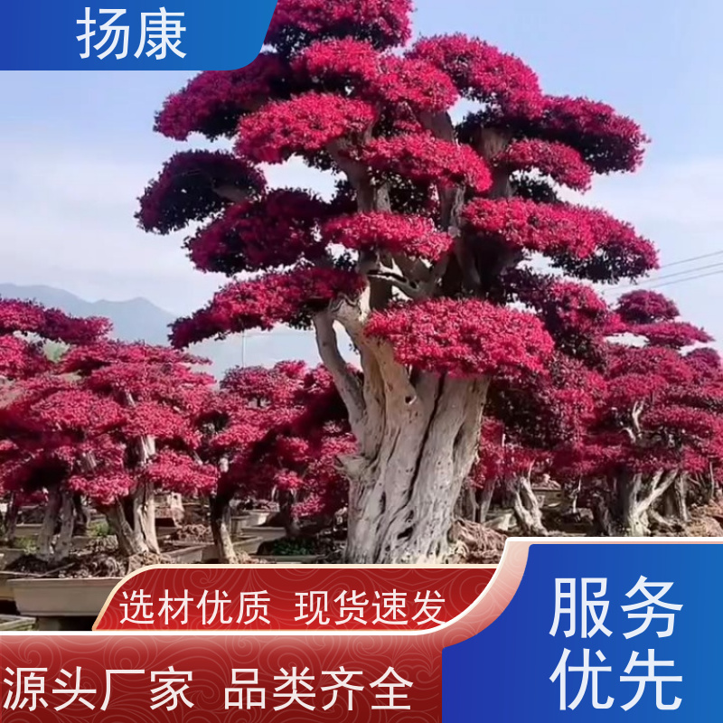 扬康 25公分红花继木桩 适合用于庭院、公园或艺术展览空间