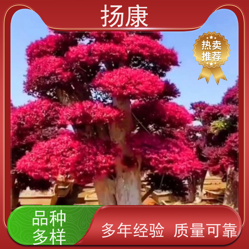 扬康 精品红花继木古桩 耐修剪与蟠扎，枝条可塑性强