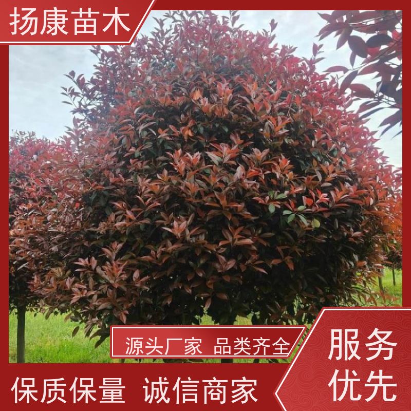 杨康苗木 冠幅1.5米高度2米基地大规格精品苗 2.5米红叶石楠球