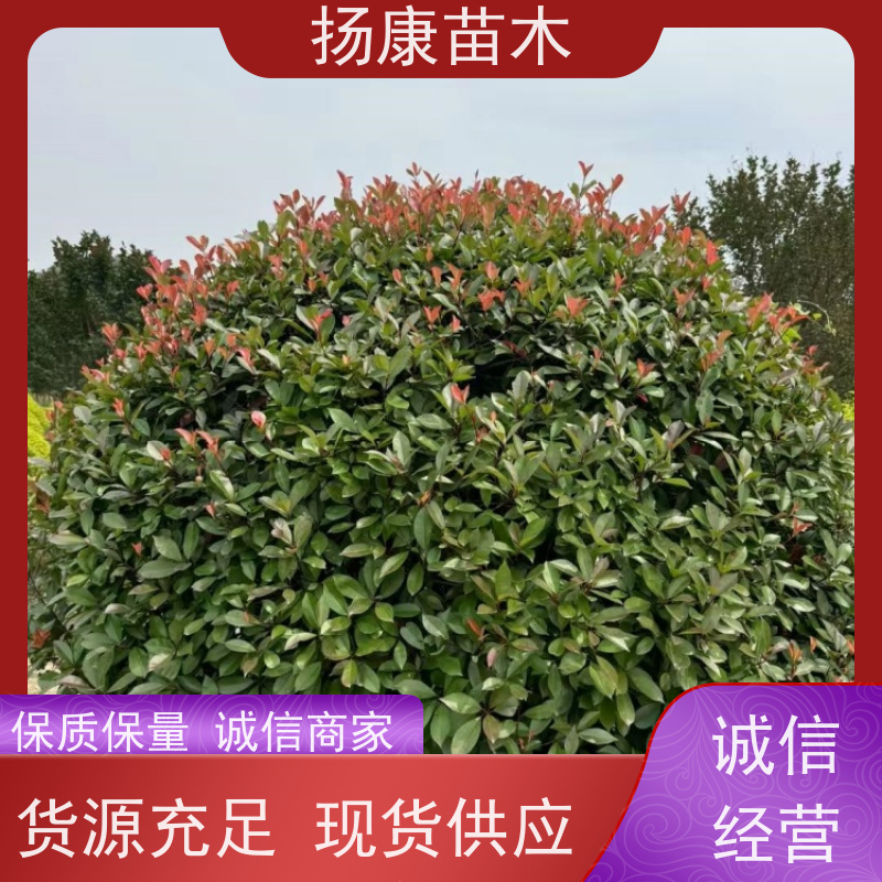 杨康苗木 叶色鲜艳夺目 行道绿篱园林绿化 观赏性高 1.8米红叶石楠球
