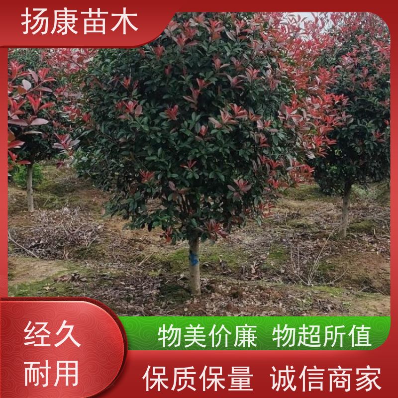杨康苗木 庭院别墅造景 园林绿篱色块苗 四季变色 1.5米红叶石楠球