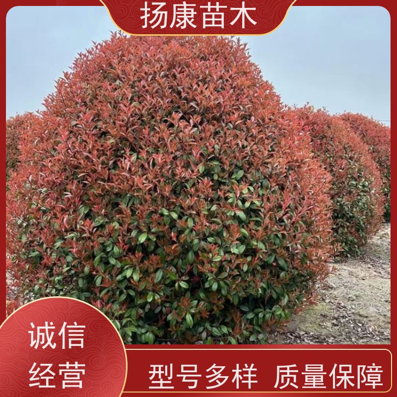 杨康苗木 80-200cm 耐阴耐旱 适应性强 12公分红叶石楠球
