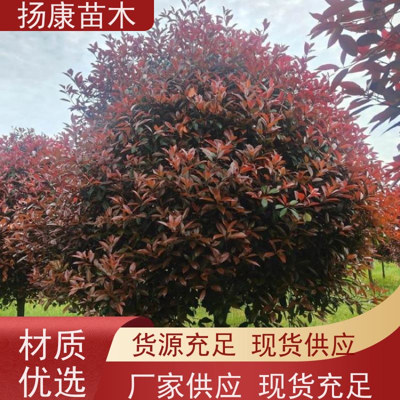 杨康苗木 城市园林绿化 耐盐碱性和耐干旱 红叶石楠球 
