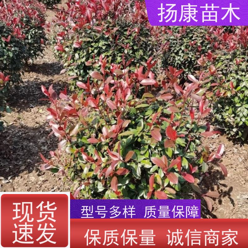杨康苗木 庭院园林绿化工程苗 盆栽室内布置 1.8米红叶石楠球