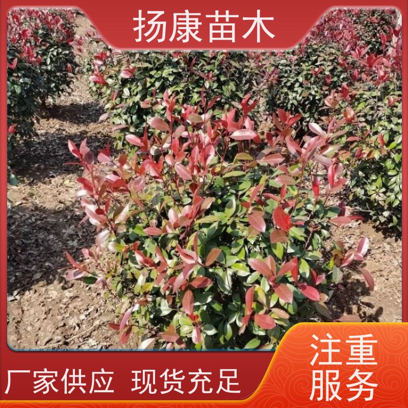 杨康苗木 现挖出售 彩叶工程绿化木易成活 精品红叶石楠球