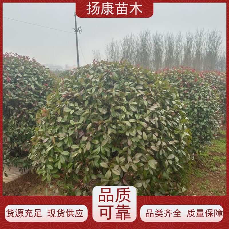 杨康苗木 庭院别墅造景 园林绿篱色块苗 四季变色 红叶石楠球苗