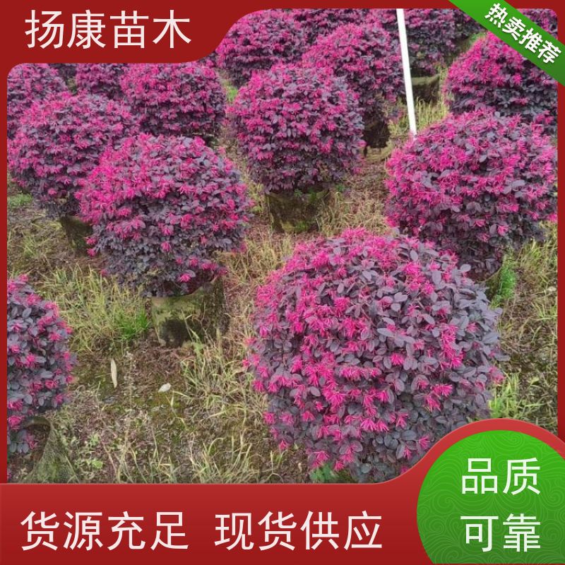 杨康苗木 香叶园林供应庭院绿化四季常青灌木球 精品红叶石楠球
