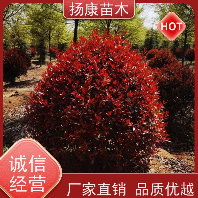 杨康苗木 庭院园林绿化工程苗 盆栽室内布置 1.5米红叶石楠球