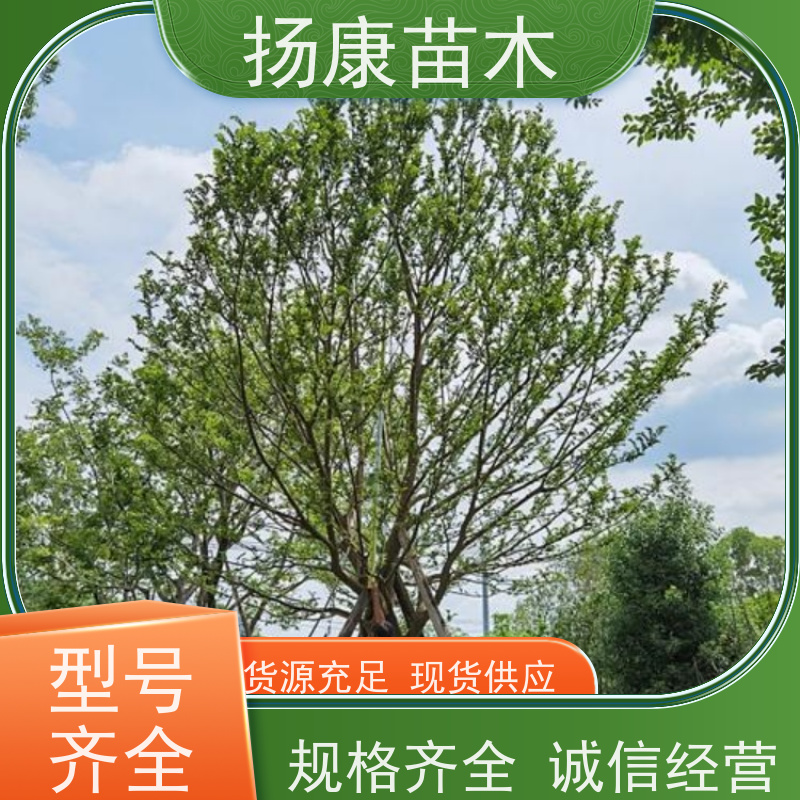 5米丛生朴树 扬康苗木 公园行道庭荫树 园林工厂矿区绿化树种