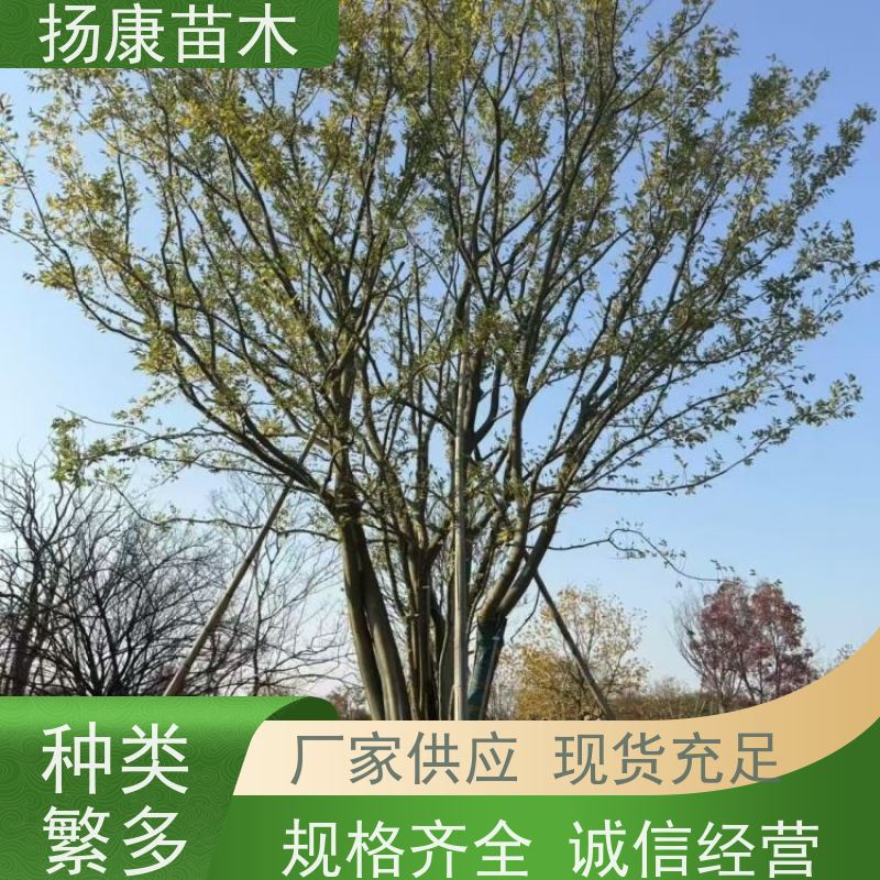 6米丛生朴树 扬康苗木 园林行道绿化露地栽培 根系发达