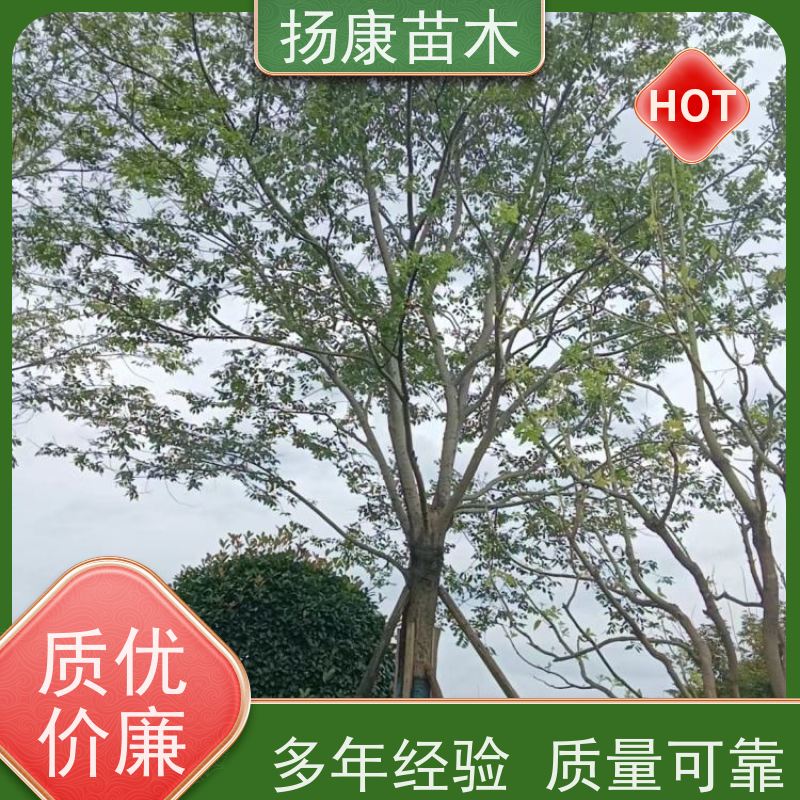 丛生朴树8米 扬康苗木 露地 观形 主干高2.8m 风景树