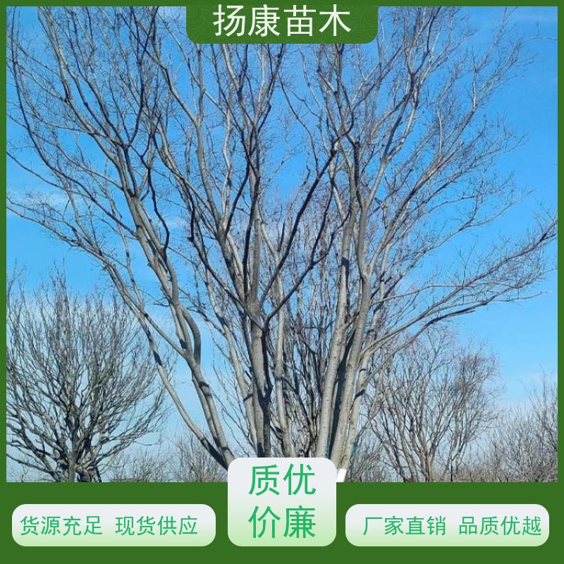 丛生朴树10米 扬康苗木 抗风抗烟滞尘 容易存活 生长速度快
