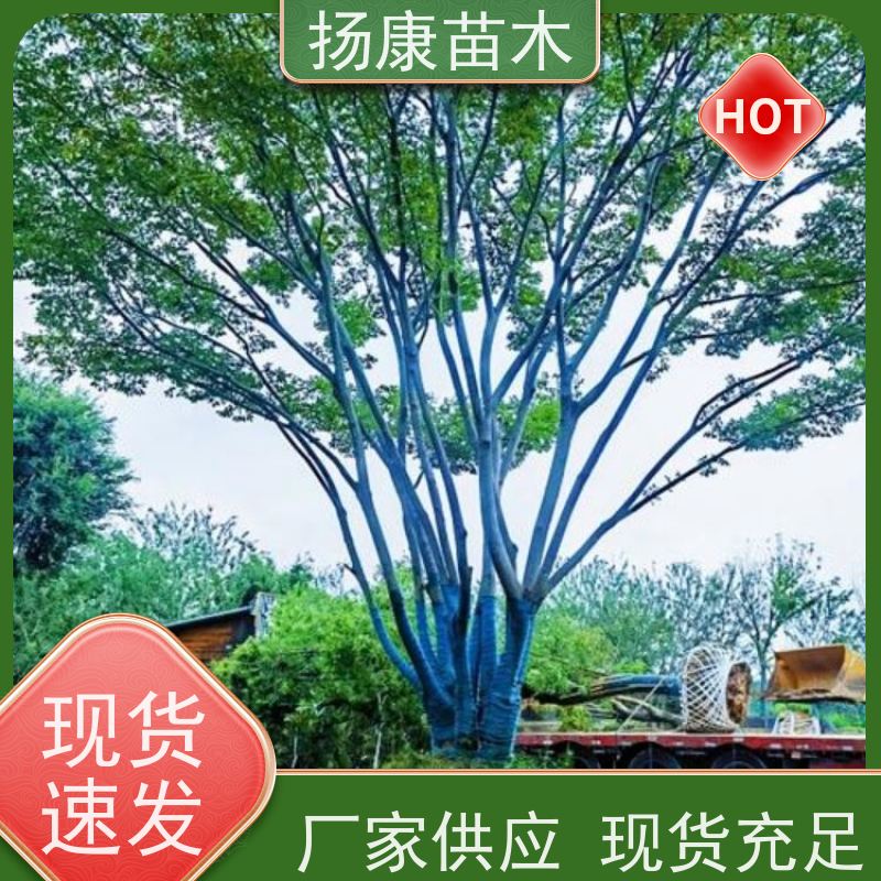 7米丛生朴树 扬康苗木 庭院植物观赏树大型绿化树 适应能力强