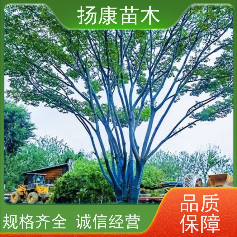 70公分丛生朴树 扬康苗木 庭院小区庭荫树 规格齐全 树形优美