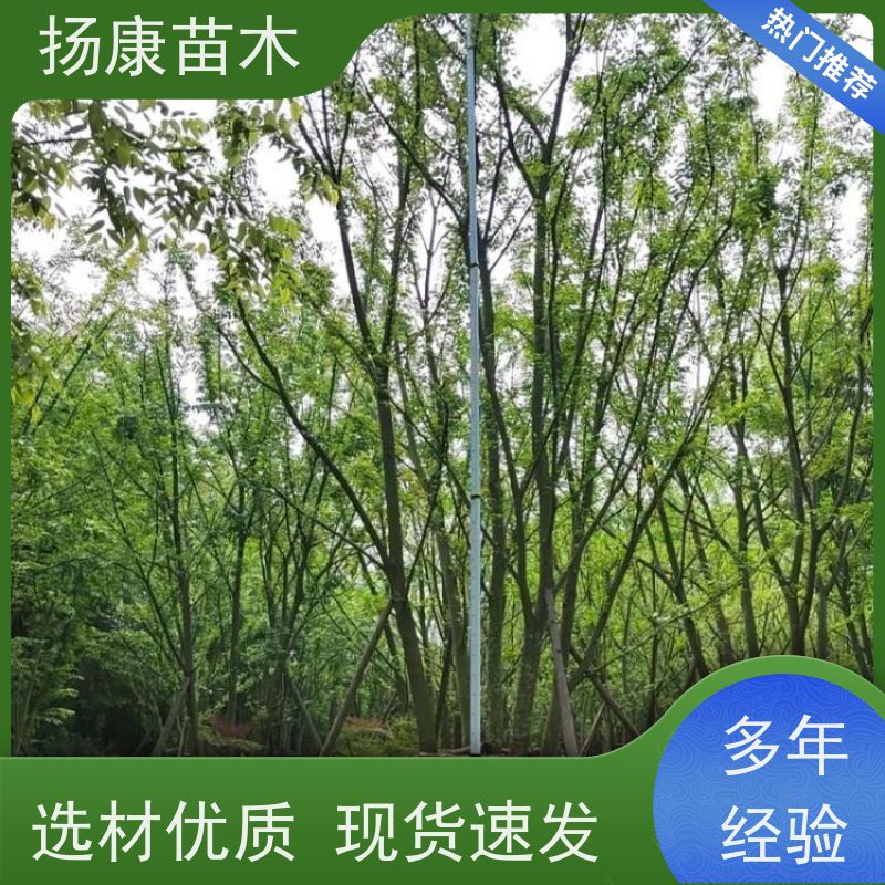 丛生朴树 扬康苗木 庭院植物观赏树大型绿化树 适应能力强