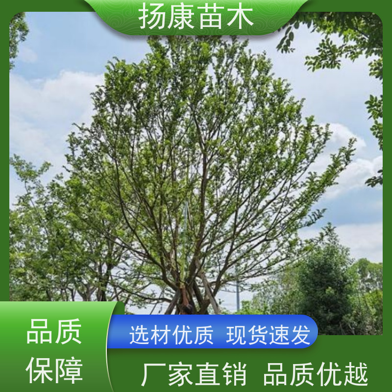 30公分丛生朴树 扬康苗木 城市绿化工程行道树 现挖现发 基地直售