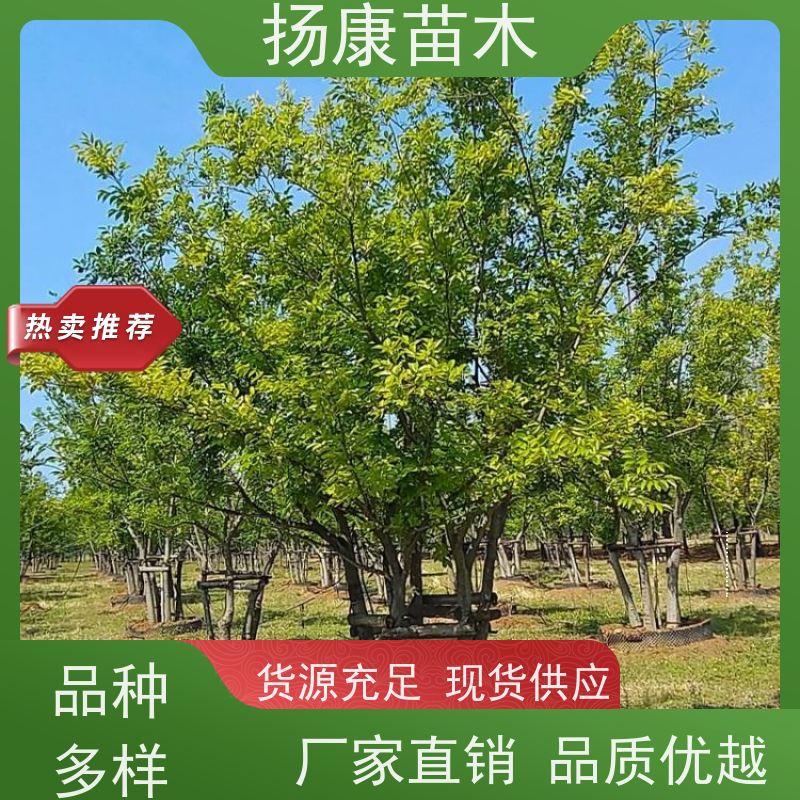 70公分丛生朴树 扬康苗木 露地 观形 主干高2.8m 风景树
