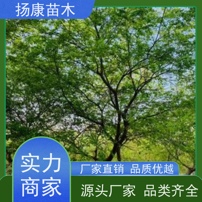 7米丛生朴树 扬康苗木 庭院小区庭荫树 规格齐全 树形优美