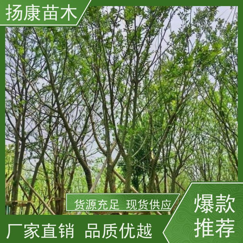 30公分丛生朴树 扬康苗木 叶色鲜艳 街道造型装饰树 自产自销