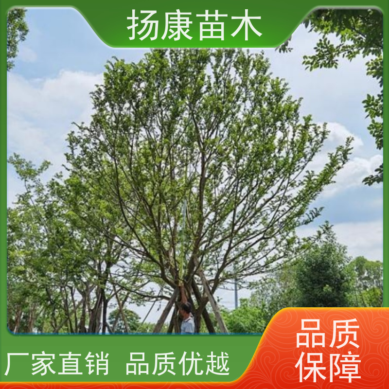 20公分丛生朴树 扬康苗木 园林景观工程用 自然树冠造型美