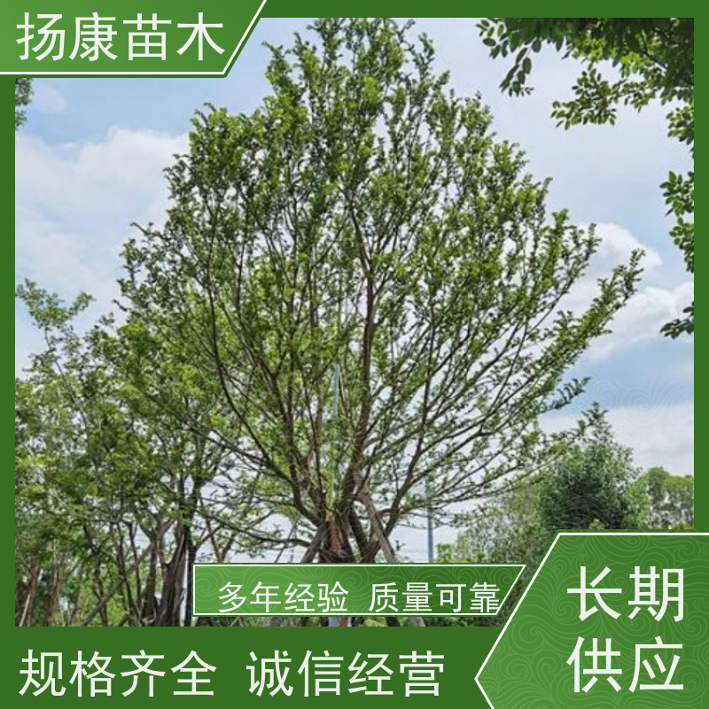 10米丛生朴树 扬康苗木 自产自销 基地批量供应