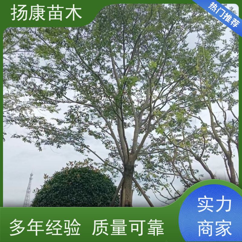 25公分丛生朴树 扬康苗木 景区园林绿化工程树 行道树 源头厂家