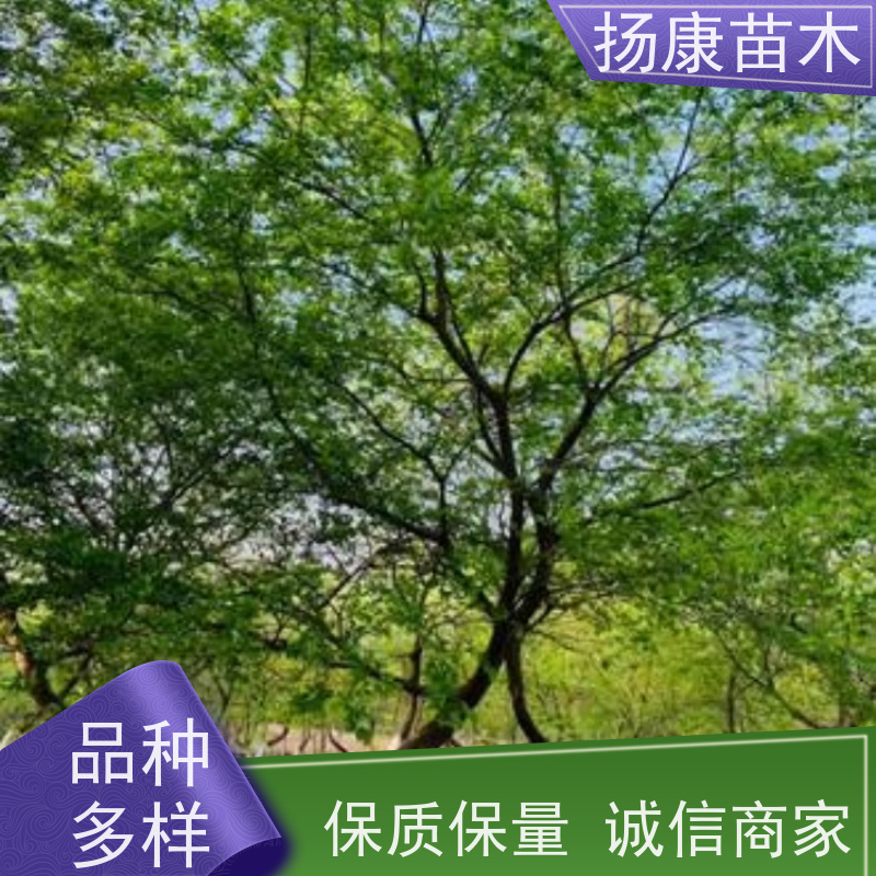 90公分丛生朴树 扬康苗木 苗圃基地批发 树形精品