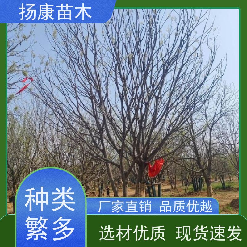 丛生朴树5米 扬康苗木 各规格齐全 景区园林绿化工程行道树