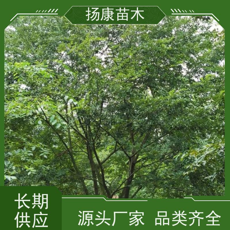 80公分丛生朴树 扬康苗木 抗风抗烟滞尘 容易存活 生长速度快 观赏风景