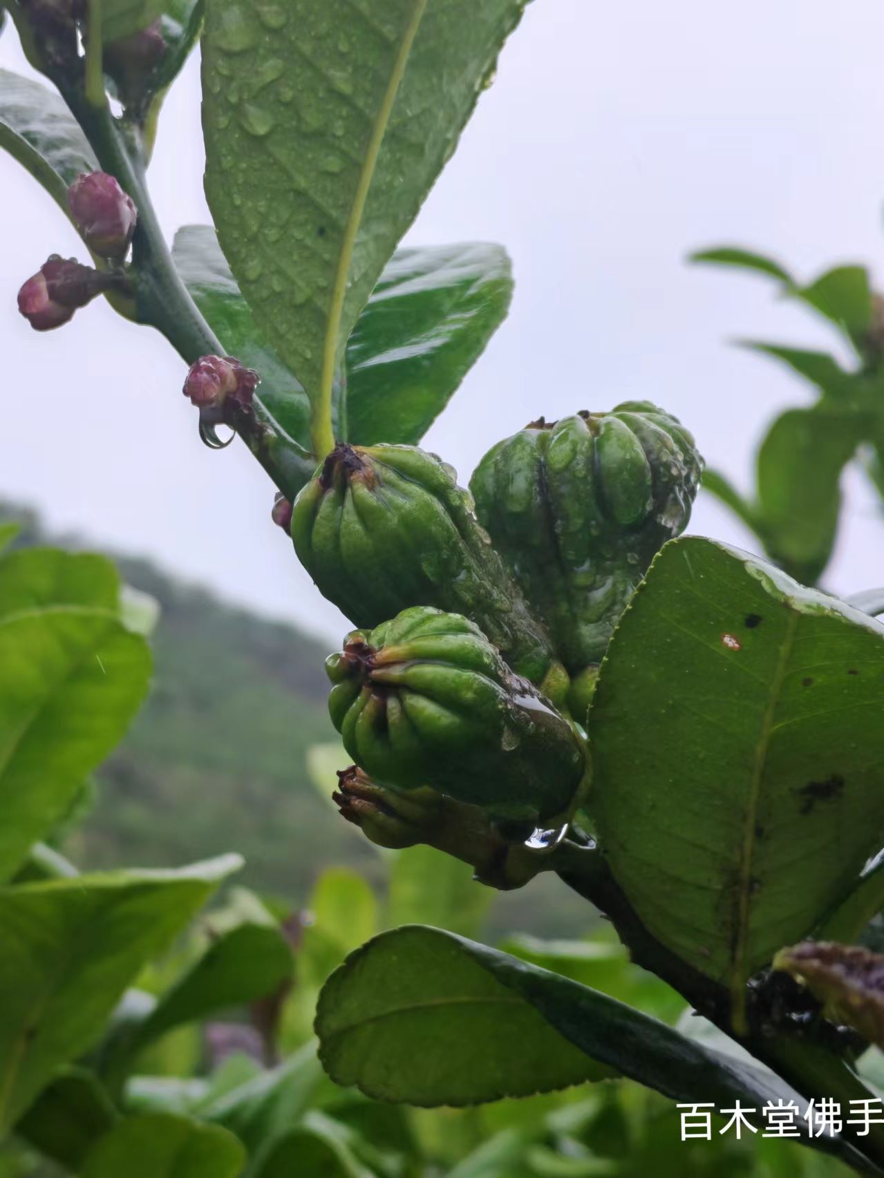 百木堂遂 宁佛手苗树形丰富 成活率高种苗基地直供 