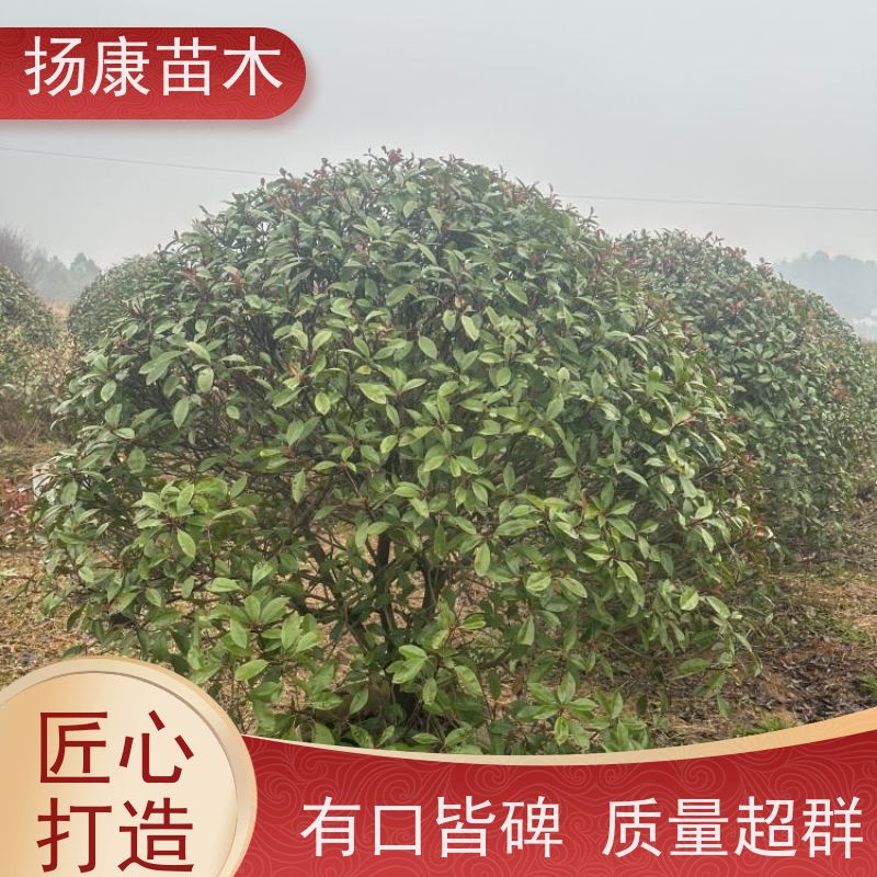 杨康苗木 观赏价值高 耐修剪造型多样 5公分红叶石楠球