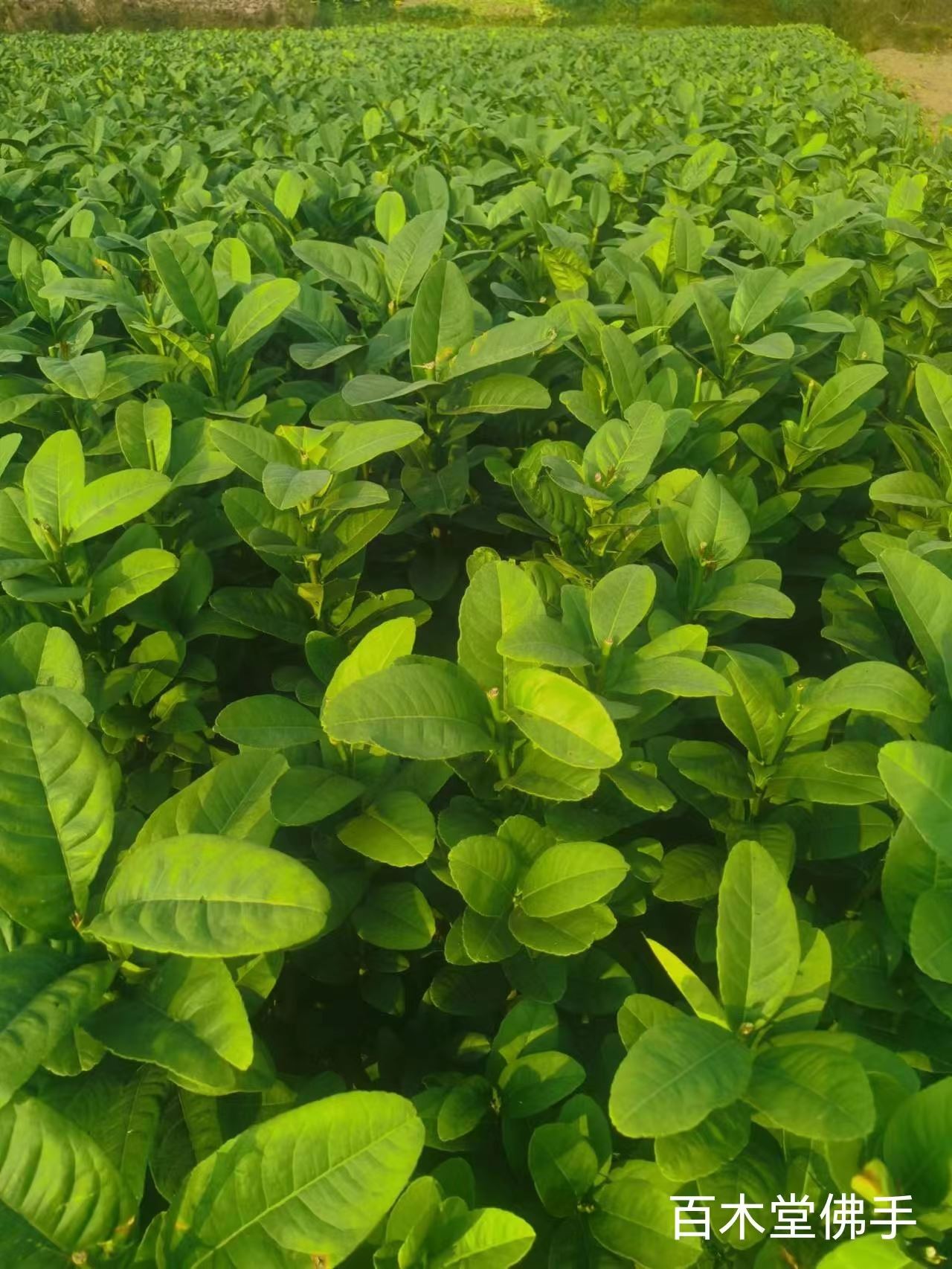 百木堂沙 湾佛手苗适用性强 规格齐全种苗基地直供 