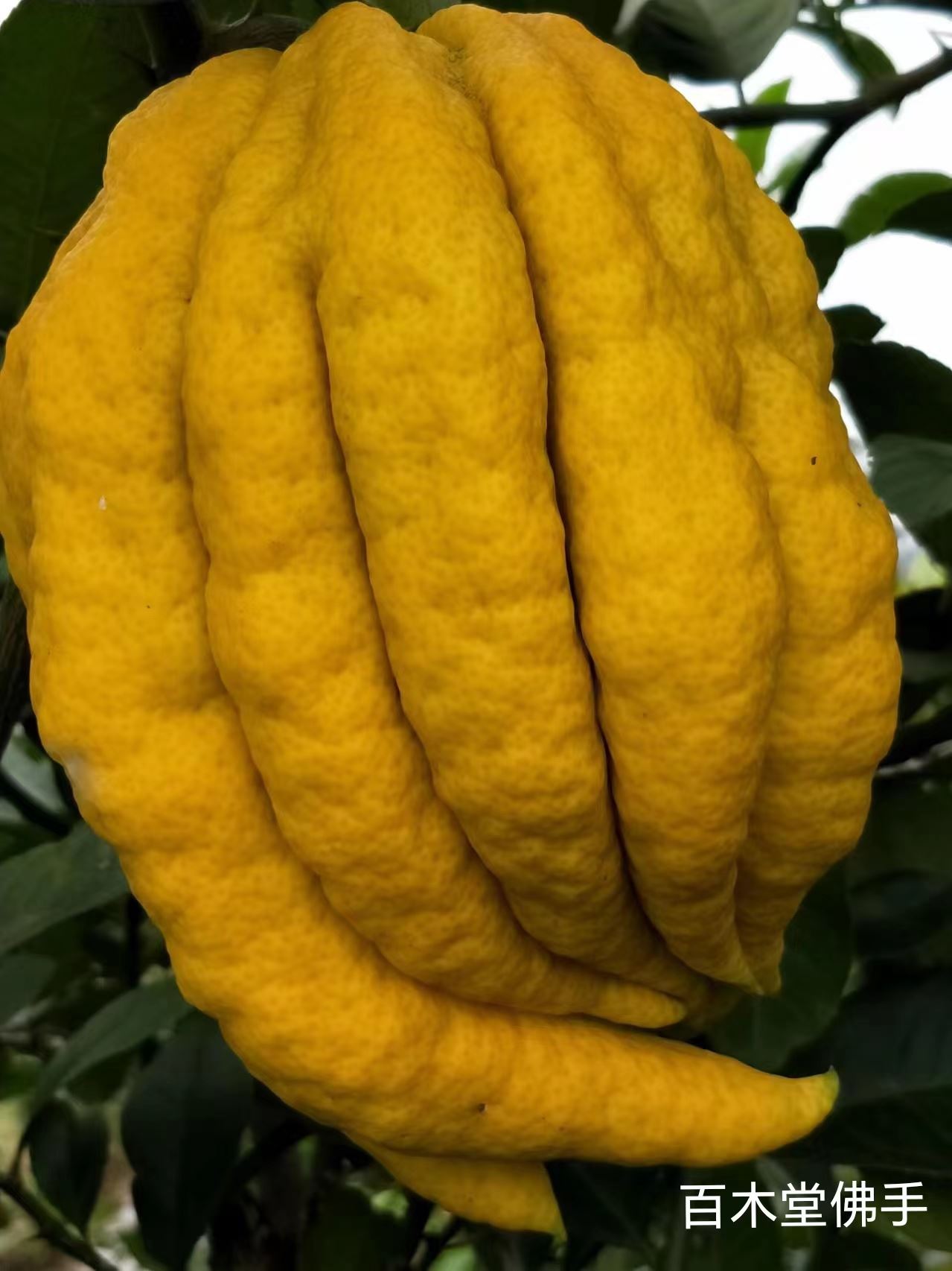 百木堂潼 南佛手苗生长环境适应性强品种齐全