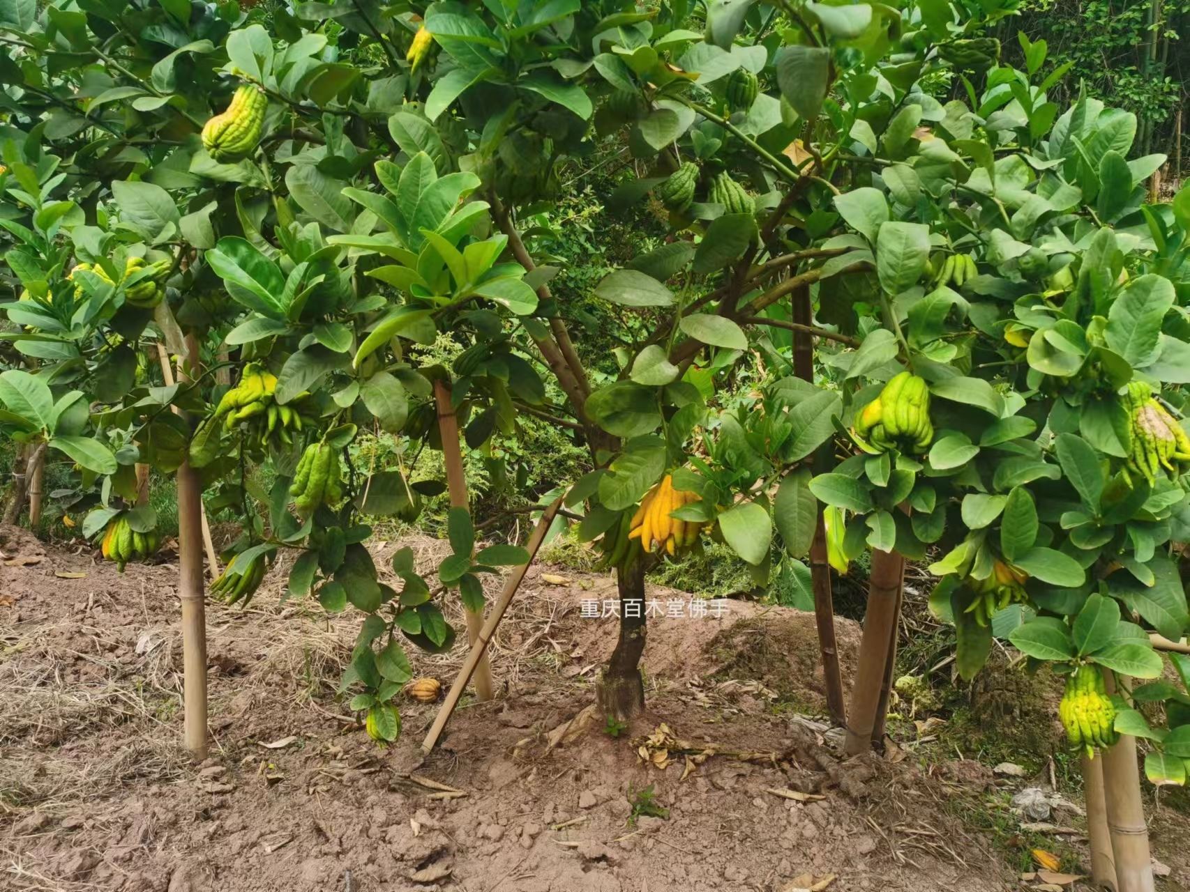百木堂广 安佛手苗枝叶紧密 美丽多姿植株茂密