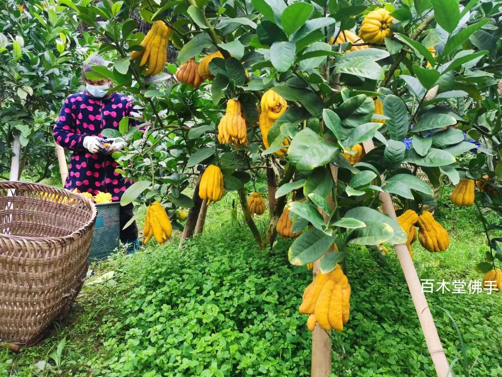 百木堂南 充佛手苗枝叶紧密 美丽多姿植株茂密