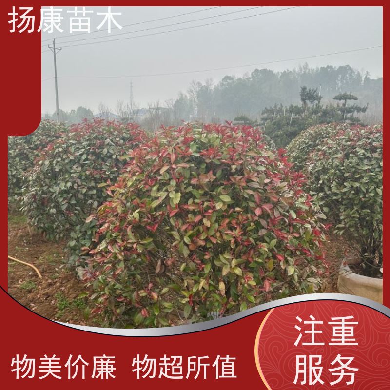 杨康苗木 常绿观叶灌木 双色叶 本地苗圃种植 10公分红叶石楠球