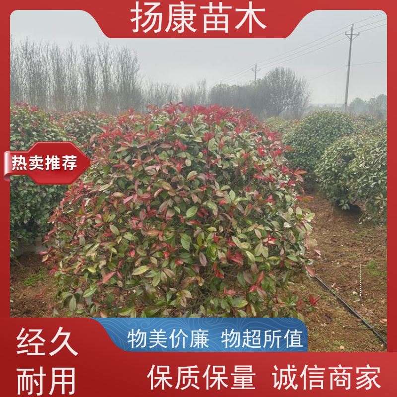 杨康苗木 常绿观叶灌木 双色叶 本地苗圃种植 红叶石楠球苗